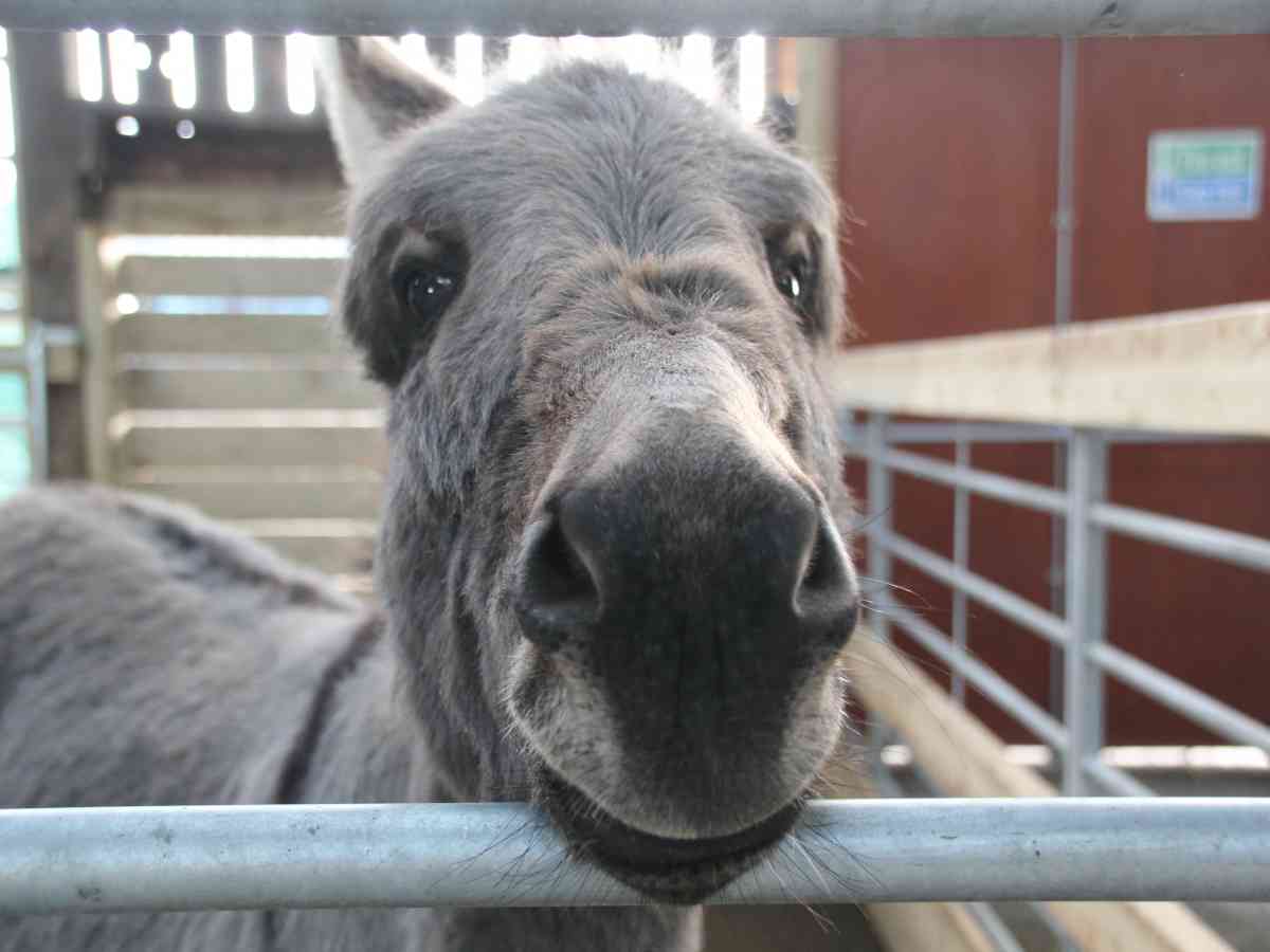 Tapnell Farm Park picture gallery